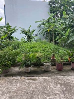 Bán đất đầu tư 58m, thường tín