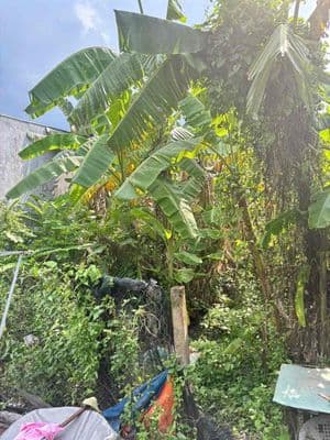 Bán đất thổ cư chính chủ hẻm Chợ Trung Thành