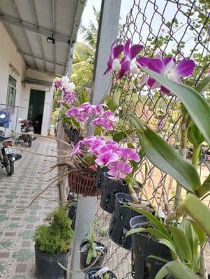 bán nhà kp Thanh Bình A thị trấn Gò Dầu Tây Ninh 7x47 giá 2.7ty