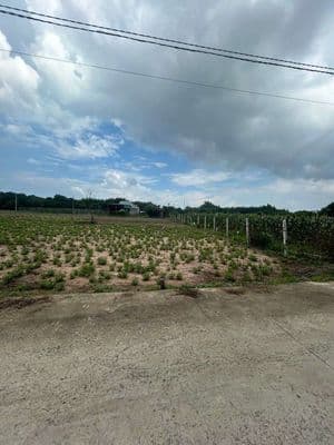 Hơn 300 có 100 thổ cư gần Hồ Tràm
