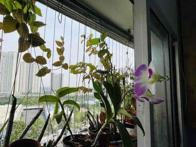 Bán căn góc Chung cư An Lộc quận 2 SHR