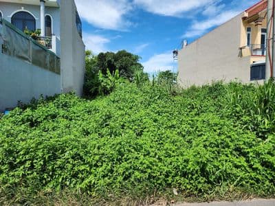 Gấp 100,1m2 thổ cư Tân Thông Hội Củ Chi chỉ 835 triệu