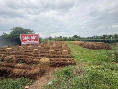 Bán đất nông nghiẹp tiềm năng-đồng tháp