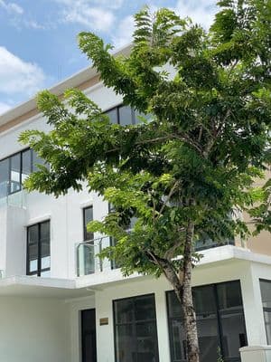 Kẹt tiền cần bán nhanh biệt thự MIllennia CiTy Long Hậu, Giá 8,5 tỷ