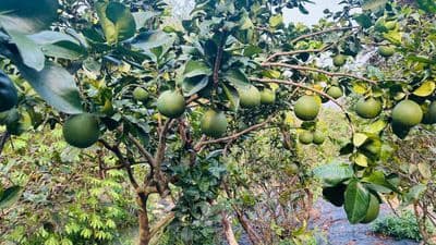 Giảm 1 tỷ- bán nhà vườn củ chi–không gian xanh, yên tĩnh, thoáng mát