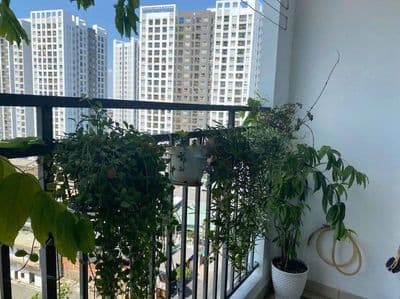 Cho thuê chung cư Richstar 65m2, 2PN, 2WC, Giá: 11 tr/tháng