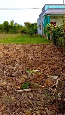 Có 3 lô đất thổ cư cần bán- ngang 8m dài 30m-thạnh hóa long an cũ