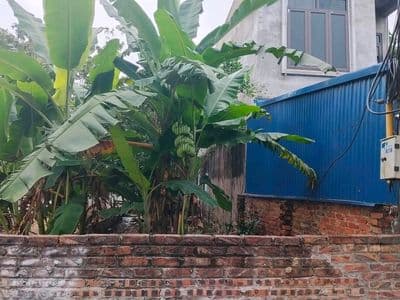 Bán đất Đan Tảo, Tân Minh, giá 3 tỷ