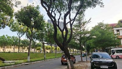 Nhà cho thuê nguyên căn, lâu dài, chính chủ
