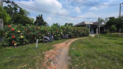 CHÍNH CHỦ-5.9 Tỷ TL 646m2- Chợ bà điểm