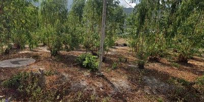 Bán đất 2665m² ngang 42,5m giá 17 tỷ Phường Tân Hải, 800m thổ cư