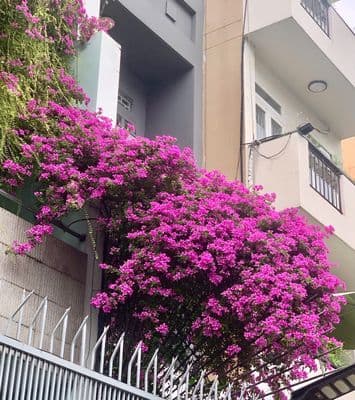 Cho thuê căn chung cư 45 m2 Trần Quốc Thảo - 2 mặt cửa