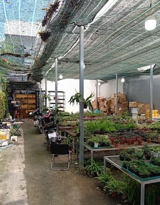 Cho thuê nhà vườn 1 trệt 1L 3pn 150m2 đường oto Linh Đông Thủ Đức 15tr