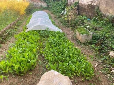 Bán đất Sóc Sơn, gần nút giao Xuân Cẩm - Bắc Phú, Bắc Ninh