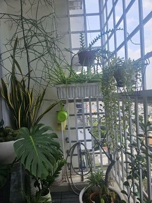 Alisa bán căn góc Cc Nguyễn Văn Đậu lầu cao thoáng mát 92m2 2PN