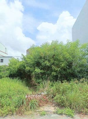 Đất 5,1x16 đường nhựa 7m thông