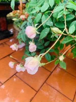 Cho thuê mặt tiền tân hương ngay ngã tư độc lập đúc 4 lầu 6 phòng ngủ