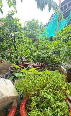 Đất đẹp đường xe hơi 11, Linh Xuân, 7x20m, chỉ 30tr/m2