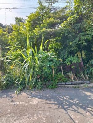 Bán đất thổ cư An Tây A, Bến Cát, 5x20m