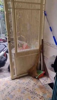 Cho thuê nhà nguyên căn.Đường Nguyễn Thiện Thuật, Phường 3.Quận 3