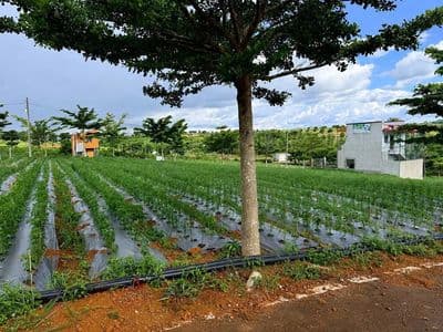 Đất Phường 2 - Gần nút giao cao tốc đoạn Lý Thái Tổ