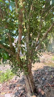 Bán gấp vườn cây 1.185m2 Bình Mỹ Củ Chi, gần Vành đai 3, đường ô tô, s