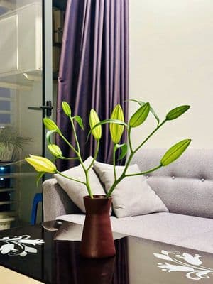 57m2, Full NT, View Sông Sài Gòn, Riêng biệt, 2,5km đến trung tâm