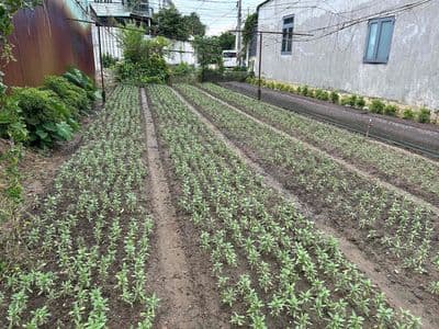 Lô Đất ở Vị Trí Cao - Đẹp (Đường Đồng Khởi 1 xẹc - 200m)