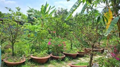Cho thuê nhà vườn, xưởng, kho tại xã Tân Quý Tân cũ, xã Bình Chánh mới