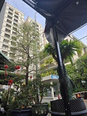 Bán chung cư Xuân Thủy ( chung cư Hoàng Văn Thụ ) , Quy Nhơn