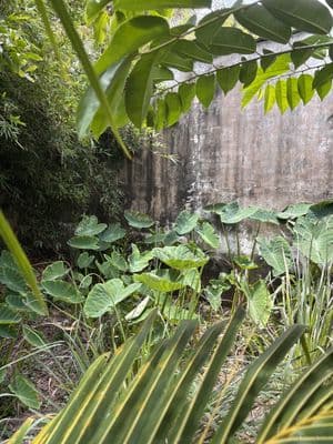 100 m thổ cư, 132m trồng cây lâu năm