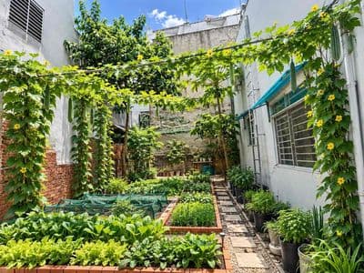 Nhà Có Vườn Có Rau Sạch