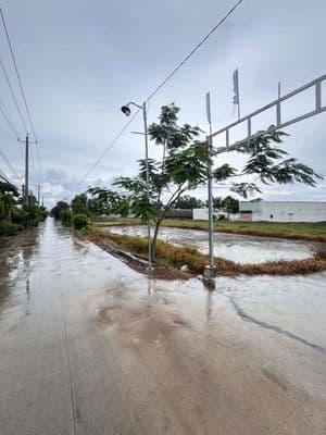 Bán Đất Trồng Cây Xã Đức Hoà Thượng, Long An