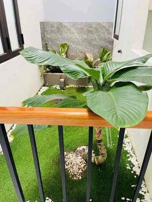Hướng đông, 3pn rộng, mặt tiền nguyễn hàm ninh chỉ 5.79 tỷ cẩm lệ.