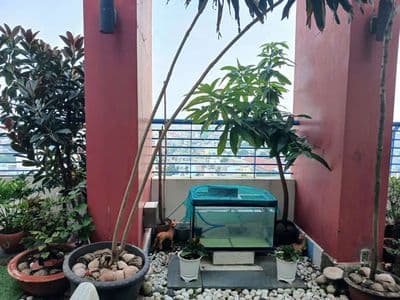 cần bán Penthouse , chung cư Thới An 2