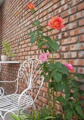 Cho thuê nhà nguyên căn 3 tầng – gần biển nguyễn tất thành