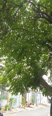 Nhà cần bán gấp giá rẻ tân bình