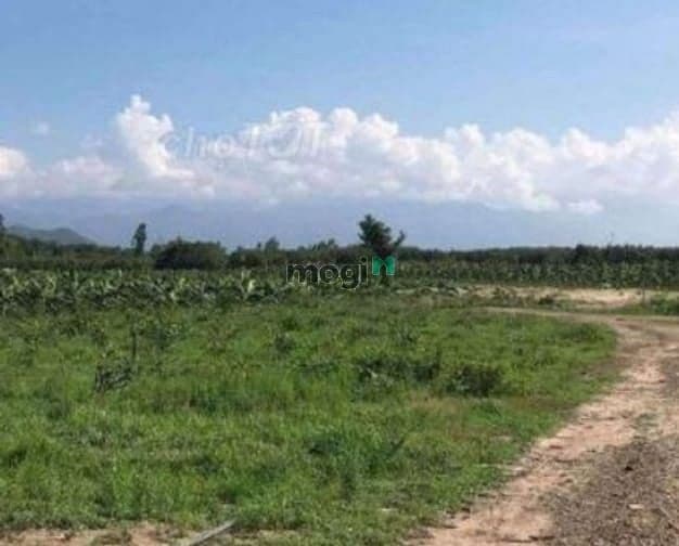 Đất Nền Giá Rẻ Ngay Chợ Bù Nho Phú Riềng Bình Phước Giá 1 tỷ 440 tr