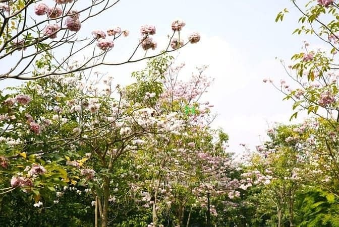 Bán CHCC Happy Valley 135m2, TK 3PN, 2WC, nhà cũ tiện decor, giá 11ty