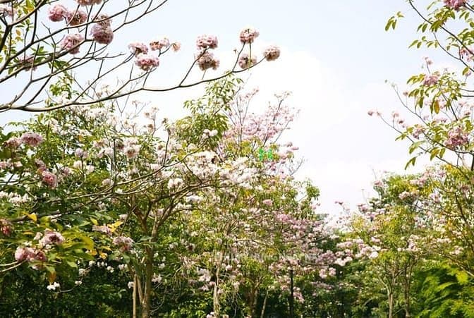 Bán CHCC Happy Valley, Dt 112m2, TK 2PN, 2WC, NTCC, giá tốt 8,6 tỷ