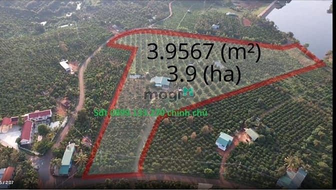 Chính chủ cần bán vườn sầu riêng gần 4 mẫu – đã có sổ hồng – khu vực