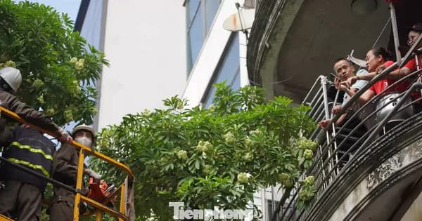 Hà Nội thay hoa sữa phố Nguyễn Du bằng cây sao đen