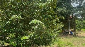 Đất Cậu Tư Cần Bán Ngộp, Vườn Rộng 2600m2 Có Nhà Vườn, Giá 520 triệu - Ảnh 3