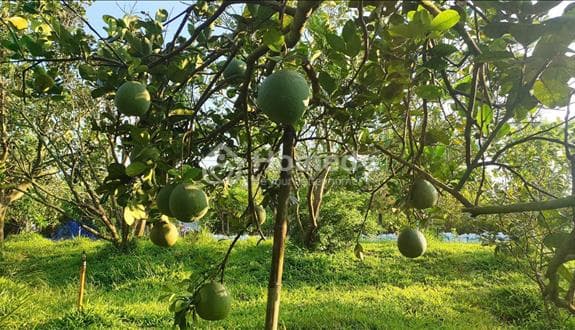 Đất Cậu Tư Cần Bán Ngộp, Vườn Rộng 2600m2 Có Nhà Vườn, Giá 520 triệu